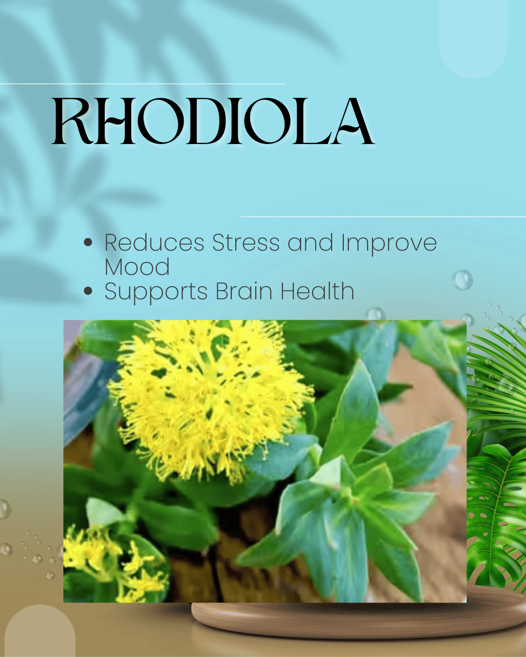 Fast Ways to Increase Metabolism Rhodiola