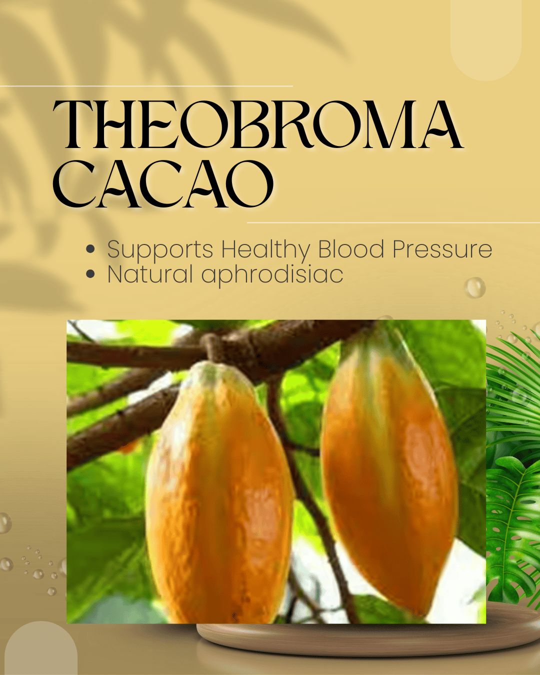 Fast Ways to Increase Metabolism Theobroma